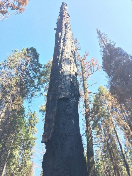 Giant sequoia that lost the battle with a forest fire