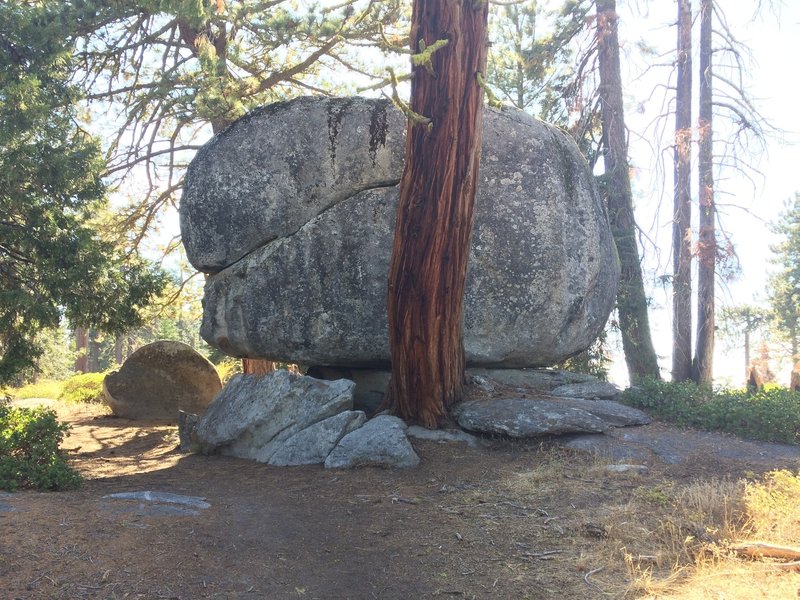 Boulder and tree with a close relationship