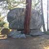 Boulder and tree with a close relationship