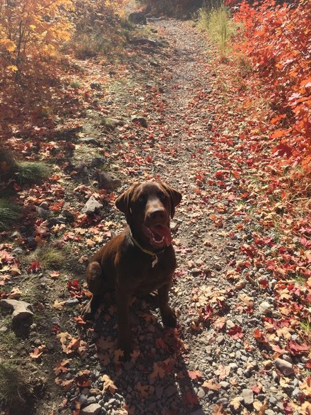 Dog friendly, we saw a couple other dogs on the trail.