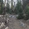 Trail Gulch Trail heading up to crest in Trinity Alps Wilderness.