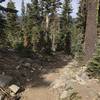 Trail Gulch Trail in Trinity Alps Wilderness.