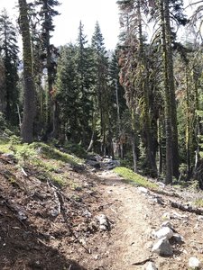 Trail Gulch Trail in Trinity Alps Wilderness.