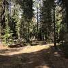 Trail Gulch Trail in Trinity Alps Wilderness