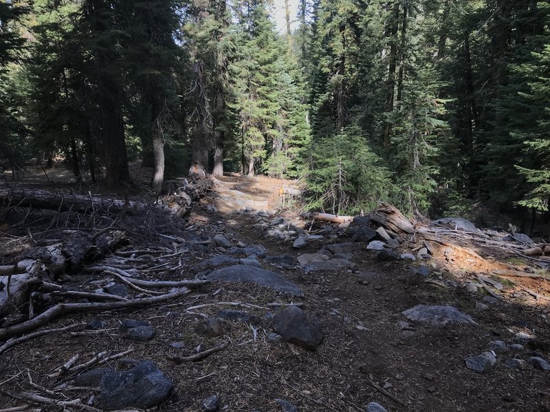 Trail Gulch Trail in Trinity Alps Wilderness.