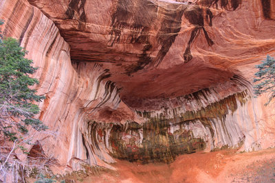 Alcove at the end of Taylor Creek Trail.