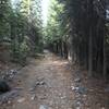 Trail Gulch Trail in Trinity Alps Wilderness