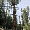 Ancient cedar tree at Trail Gulch trailhead in Klamath National Forest