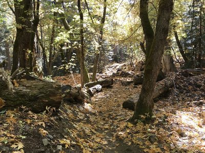 Fall on Canyon Creek Trail in Marble Mountain Wilderness