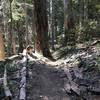 Fall on Canyon Creek Trail in Marble Mountain Wilderness.