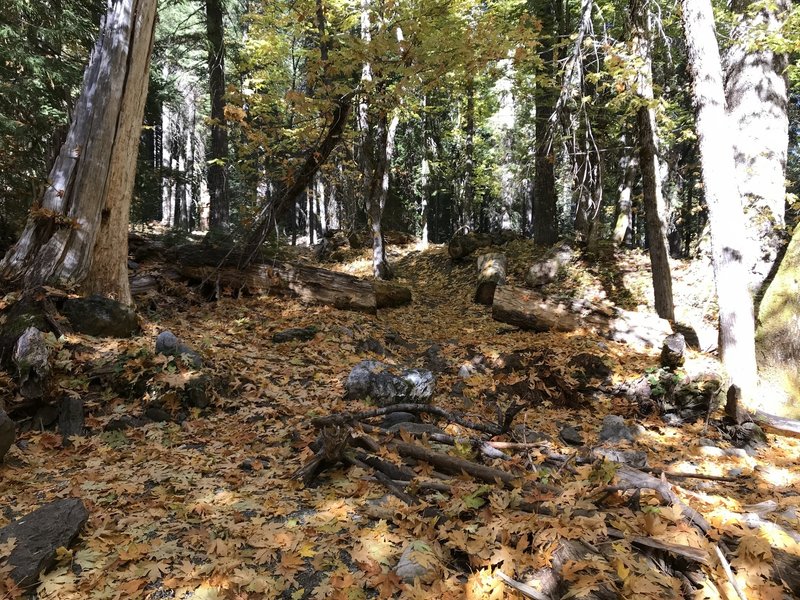 Fall on Canyon Creek Trail in Marble Mountain Wilderness