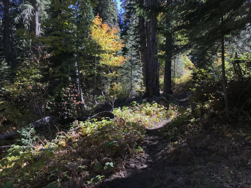 Canyon Creek Trail in Marble Mountain Wilderness