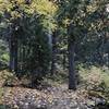 Fall on Canyon Creek Trail in Marble Mountain Wilderness.