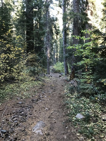 Fall on Canyon Creek Trail in Marble Mountain Wilderness.