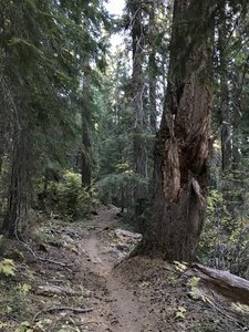 Fall on Canyon Creek Trail in Marble Mountain Wilderness.