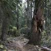 Fall on Canyon Creek Trail in Marble Mountain Wilderness.