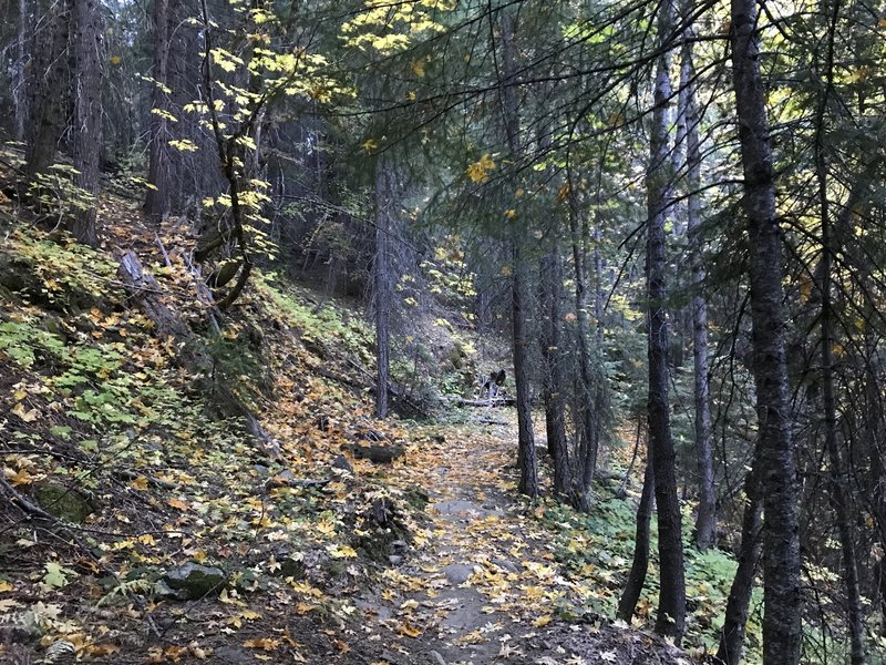 Fall on Canyon Creek Trail in Marble Mountain Wilderness.