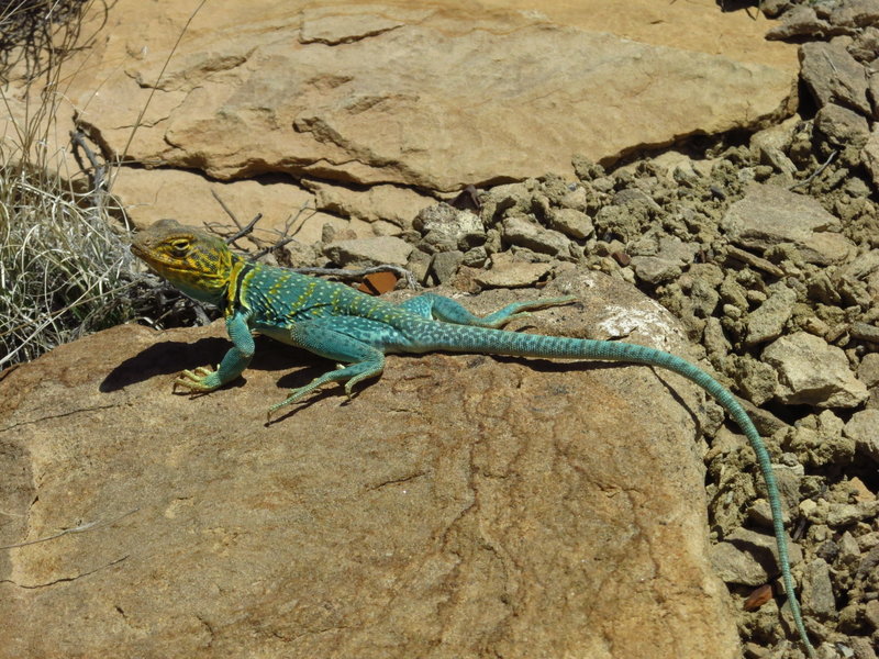 Colorful trail friend.