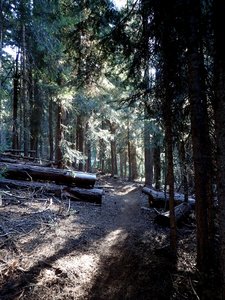 The Clover Creek Trail just before it reaches Clover Creek.