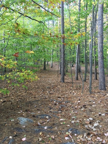 On the turnoff from Devil's Den Road to the summit on Devil's Den Mountain.