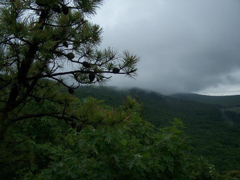 Fog on Bash Bish Mountain.