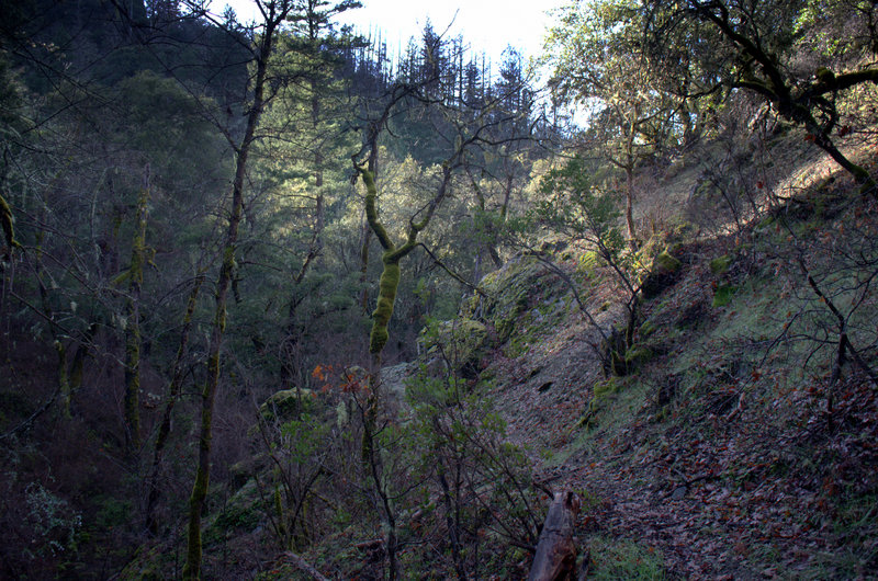 Deep in Mule Creek Canyon.