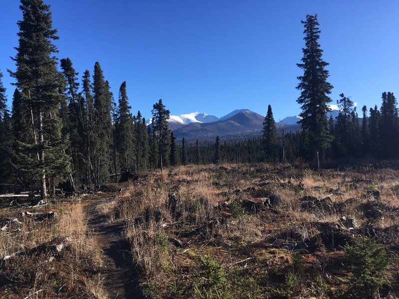 A brief clearing and view of the local mountains.