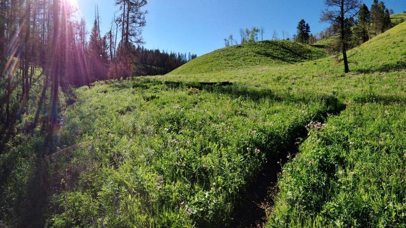 Looking north on West Game Creek Trail. Photos don't do it justice! Fantastic trail.