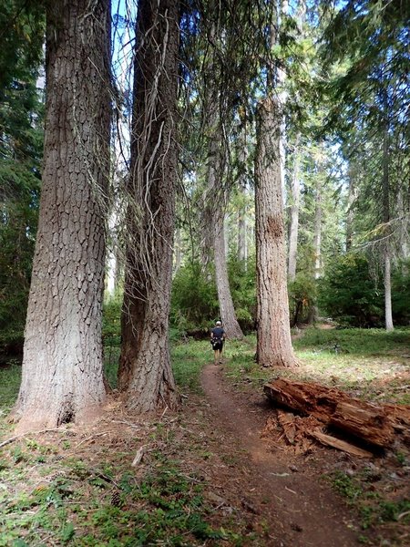 On the trail east of Brown Mountain