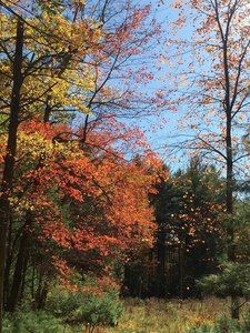 Beautiful fall colors on the trail