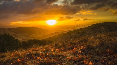 Foliage under morning sun.