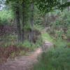 A portion of the Forest Demonstration Trail