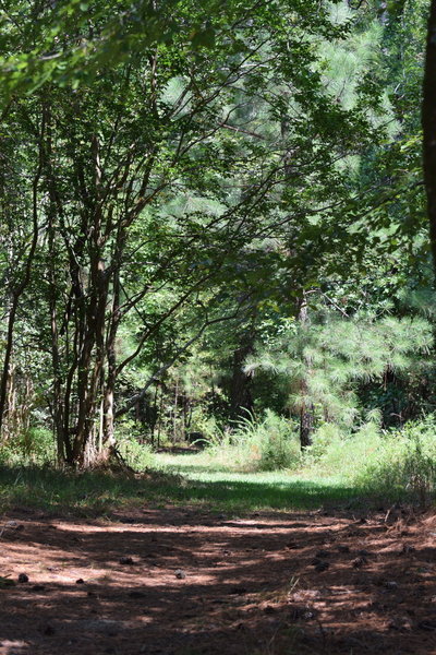A view from the Wildlife Trail
