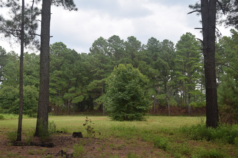 The Forest Demonstration Trail explains how the forest is managed for different successional stages