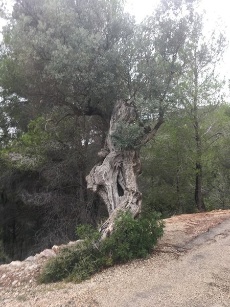 An olive tree.