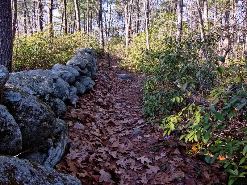 Friends Trail (Willard Brook SF)