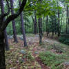 Next time I don't have to stop to take a pic and can just enjoy the flow of the trail.