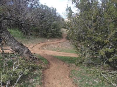 Pristine singletrack through oaks and junipers on Jane's Loop.
