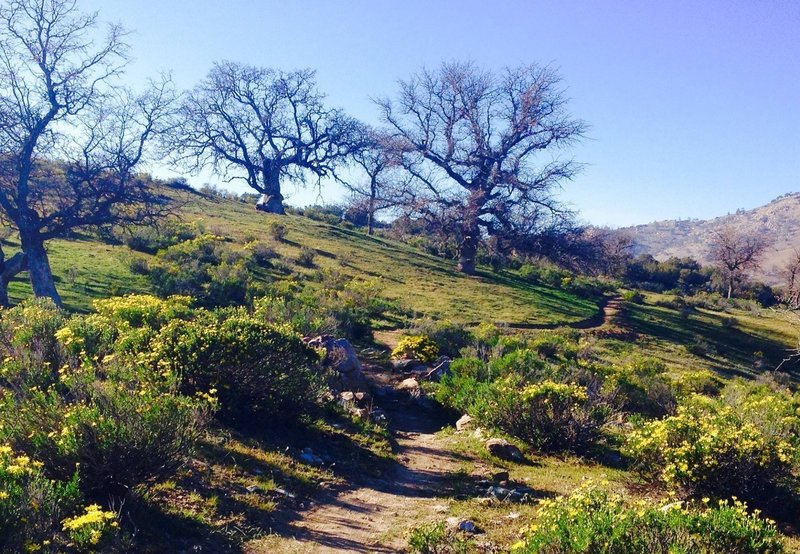 Springtime in the foothills of the Sierras.