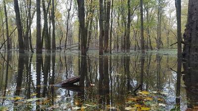 The marshy areas in the Wisconsin River backwaters can be buggy, but offer lots of wildlife viewing opportunities.
