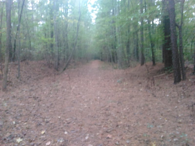 Looking down the trail.