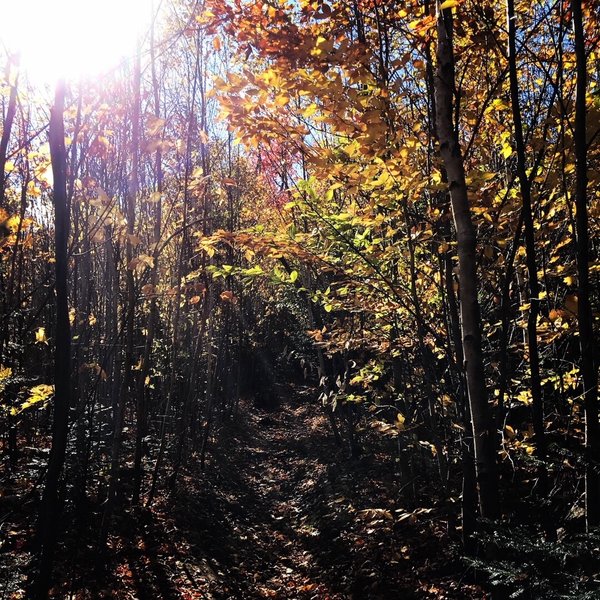 View of the woods.