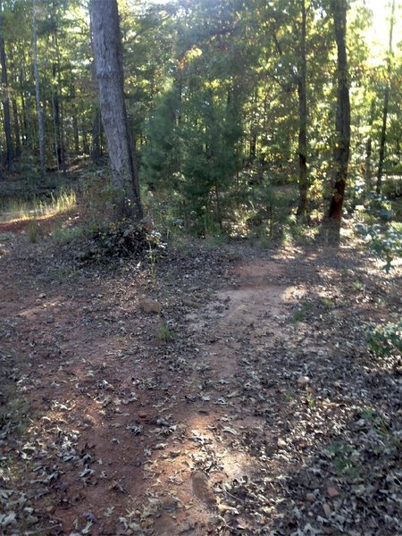 While on Dam Rd. Trail, take a right to continue on the singletrack, or take a left to go back to Dam Road