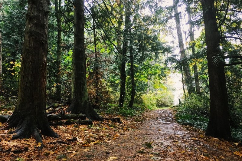 Heading up the a slight rise on a wet fall day.