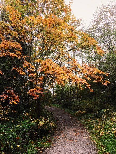 Just a touch of fall color along the Connelly Creek Trail.