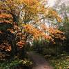 Just a touch of fall color along the Connelly Creek Trail.