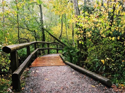 A boardwalk and shallow creek complete the experience on the Connelly Creek Trail.