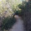 View of Buck Gully Trail during the ascent.