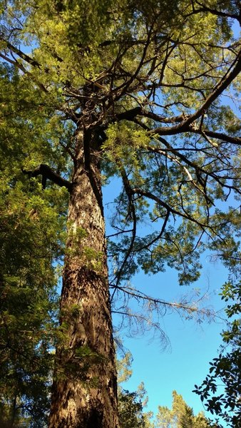 Beautiful, big, old redwood tree along the Ridge Trail