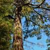 Beautiful, big, old redwood tree along the Ridge Trail